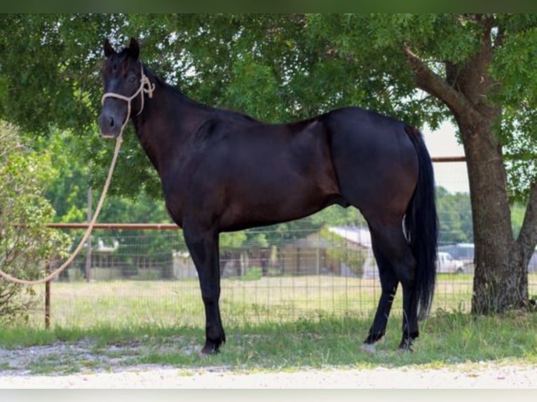 American Quarter Horse Wallach 7 Jahre 152 cm Rappe in Bluff Dale TX