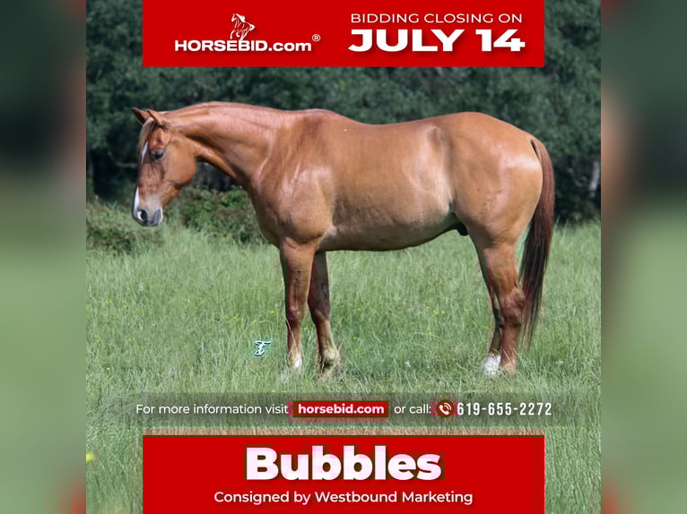 American Quarter Horse Wallach 7 Jahre 152 cm Red Dun in Carthage, TX