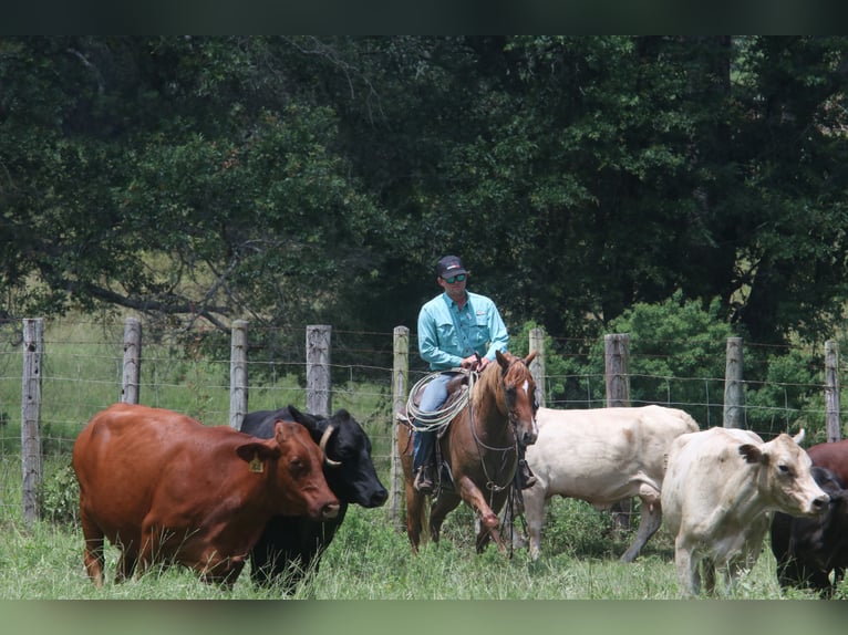 American Quarter Horse Wallach 7 Jahre 152 cm Red Dun in Carthage, TX
