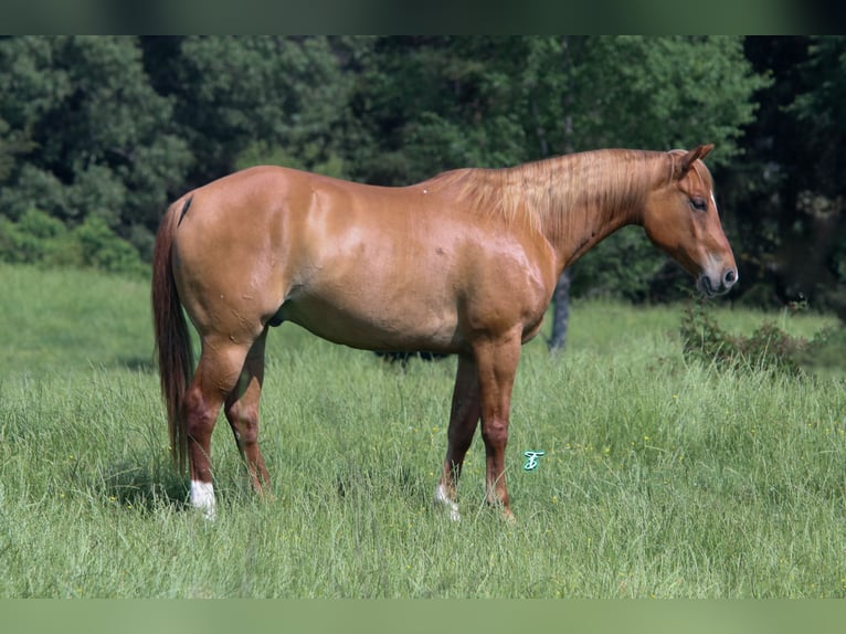 American Quarter Horse Wallach 7 Jahre 152 cm Red Dun in Carthage, TX