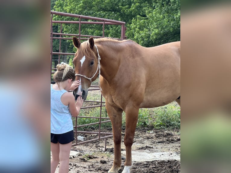 American Quarter Horse Wallach 7 Jahre 152 cm Red Dun in Carthage, TX