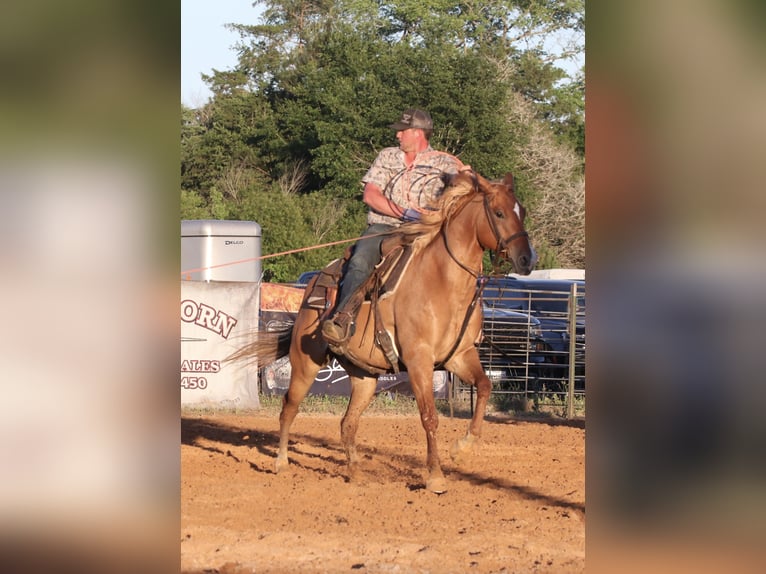 American Quarter Horse Wallach 7 Jahre 152 cm Red Dun in Carthage, TX