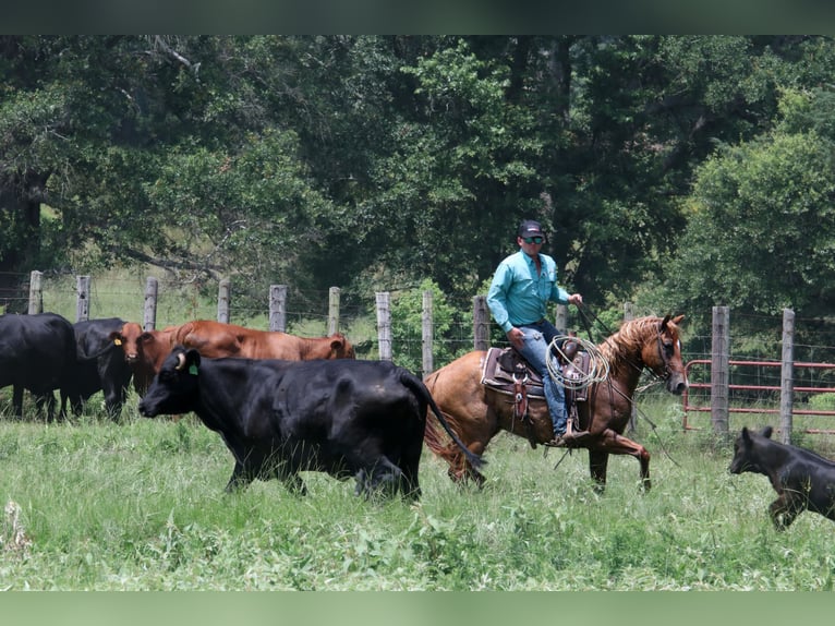 American Quarter Horse Wallach 7 Jahre 152 cm Red Dun in Carthage, TX