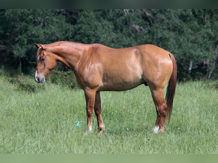 American Quarter Horse Wallach 7 Jahre 152 cm Red Dun in Carthage, TX