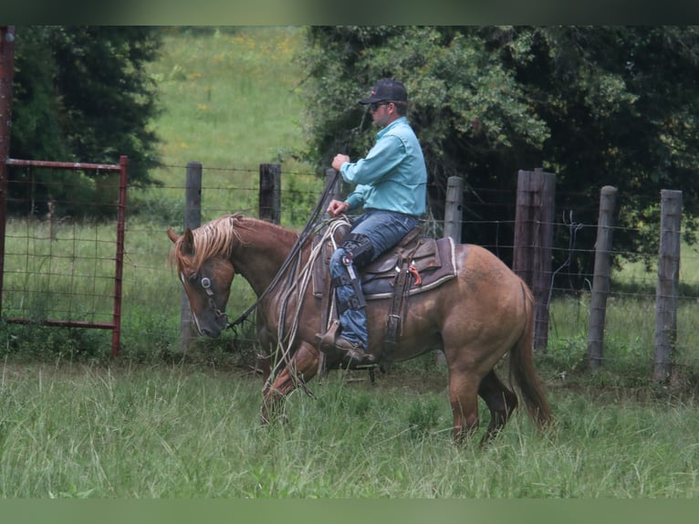American Quarter Horse Wallach 7 Jahre 152 cm Red Dun in Carthage, TX