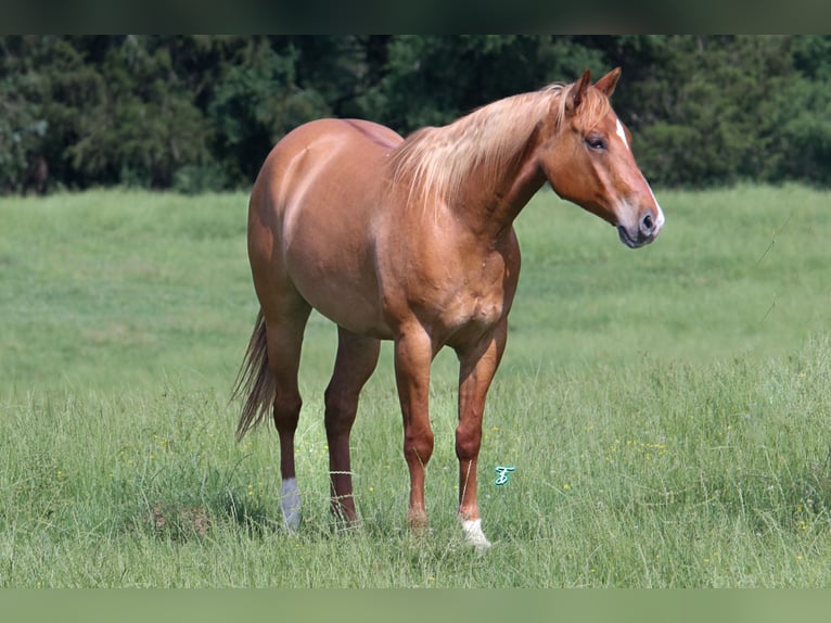 American Quarter Horse Wallach 7 Jahre 152 cm Red Dun in Carthage, TX