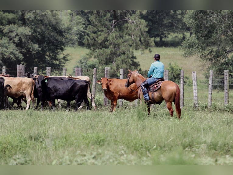 American Quarter Horse Wallach 7 Jahre 152 cm Red Dun in Carthage, TX