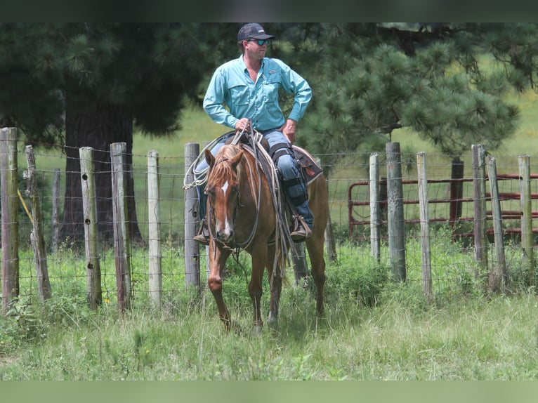 American Quarter Horse Wallach 7 Jahre 152 cm Red Dun in Carthage, TX