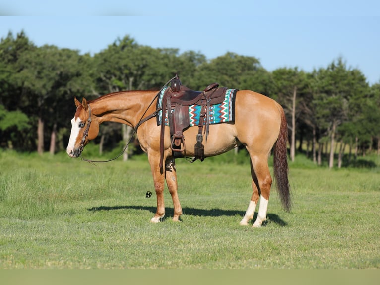 American Quarter Horse Wallach 7 Jahre 152 cm Red Dun in Whitesboro