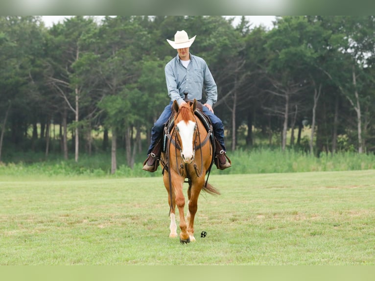 American Quarter Horse Wallach 7 Jahre 152 cm Red Dun in Whitesboro