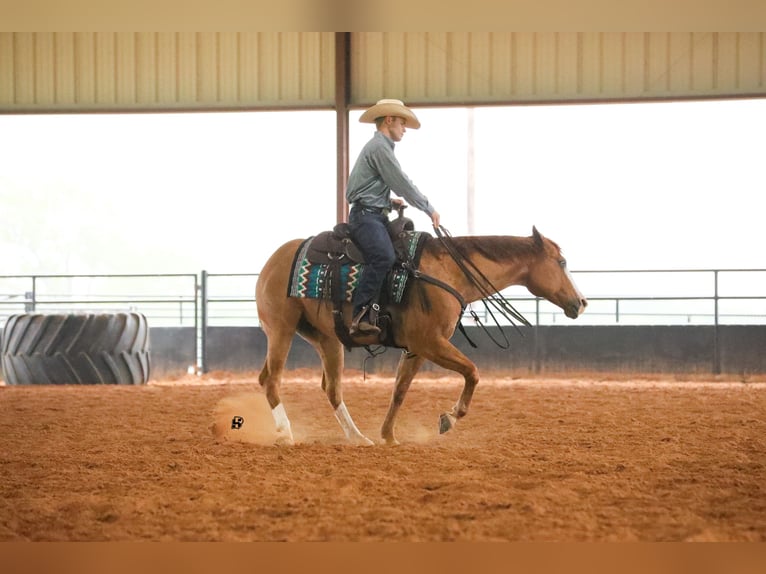 American Quarter Horse Wallach 7 Jahre 152 cm Red Dun in Whitesboro