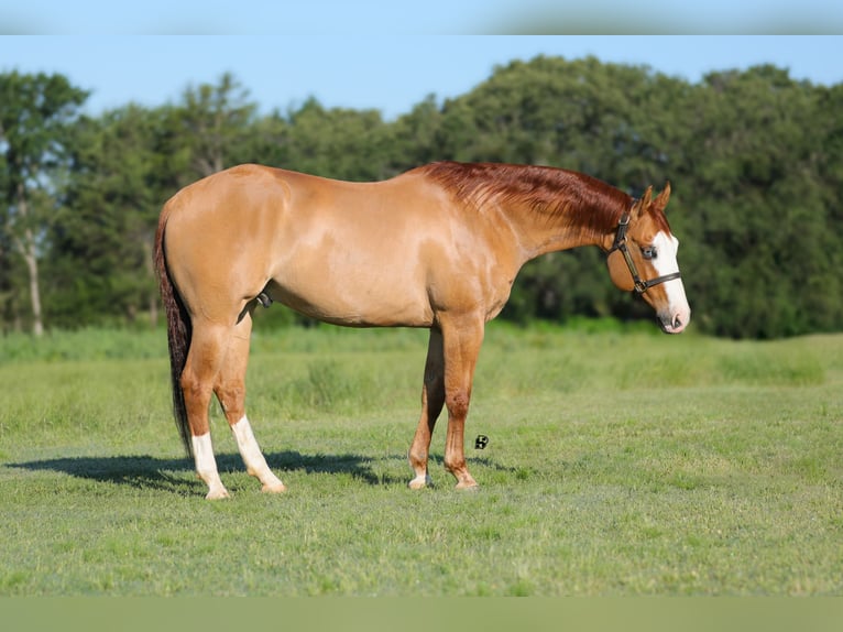 American Quarter Horse Wallach 7 Jahre 152 cm Red Dun in Whitesboro