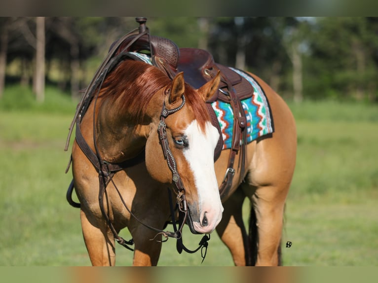 American Quarter Horse Wallach 7 Jahre 152 cm Red Dun in Whitesboro