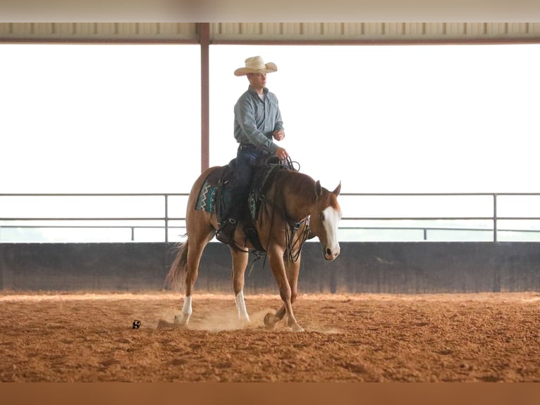 American Quarter Horse Wallach 7 Jahre 152 cm Red Dun in Whitesboro