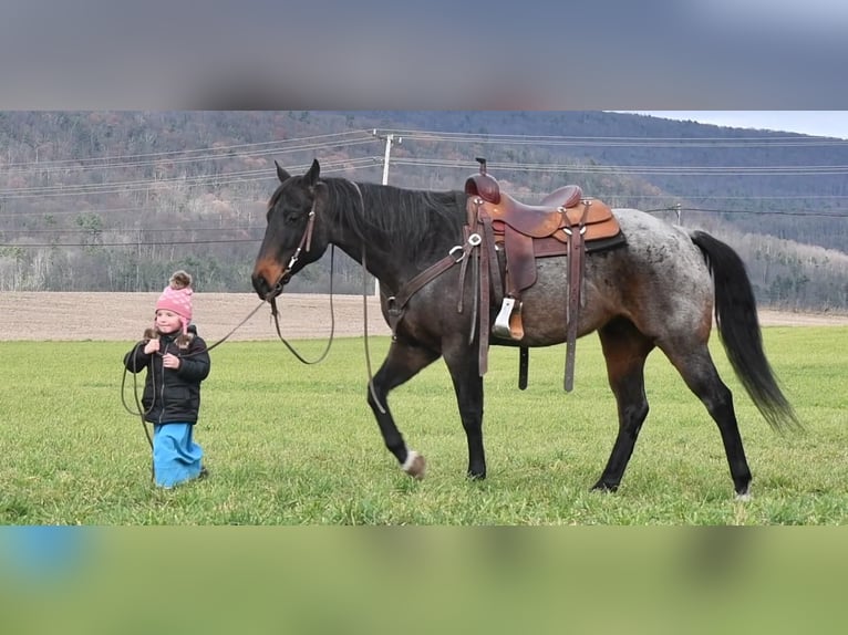 American Quarter Horse Mix Wallach 7 Jahre 152 cm Roan-Bay in Rebersburg, PA