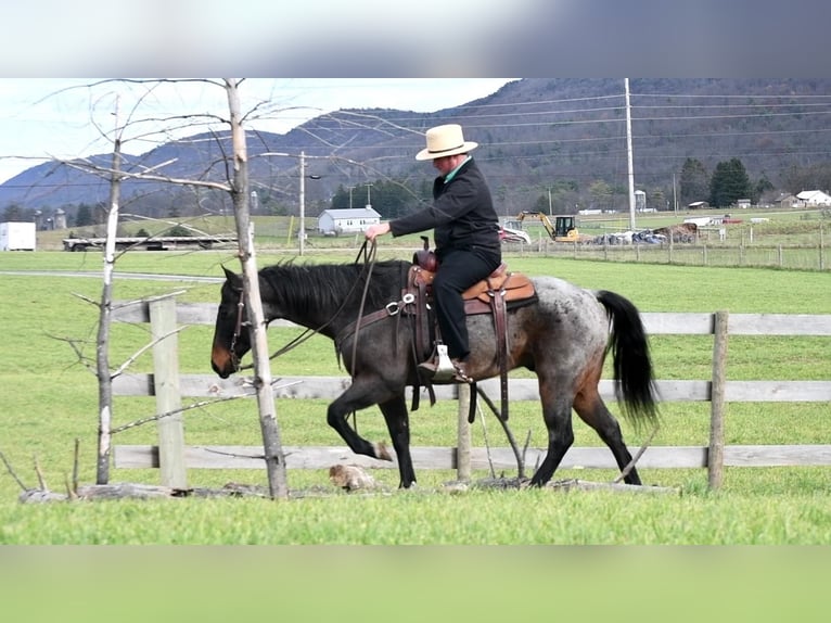 American Quarter Horse Mix Wallach 7 Jahre 152 cm Roan-Bay in Rebersburg, PA