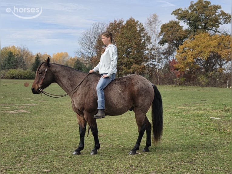 American Quarter Horse Wallach 7 Jahre 152 cm Roan-Bay in Gladwin, MI