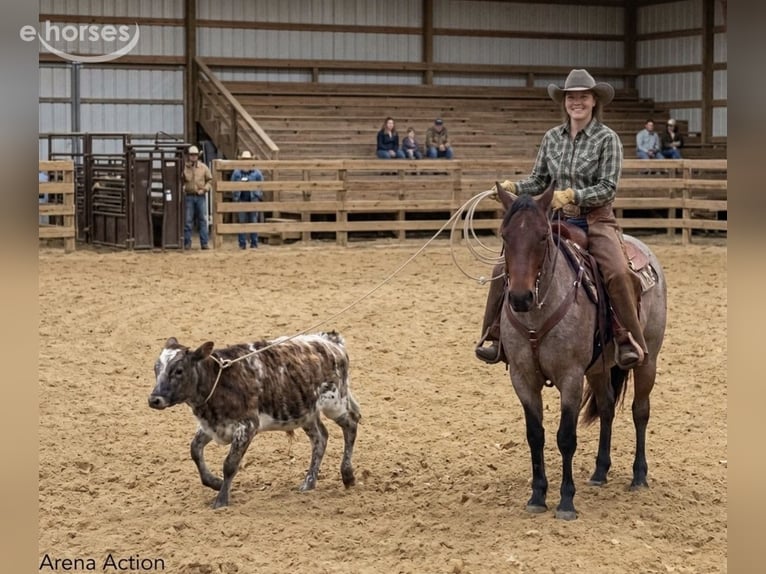 American Quarter Horse Wallach 7 Jahre 152 cm Roan-Bay in Gladwin, MI