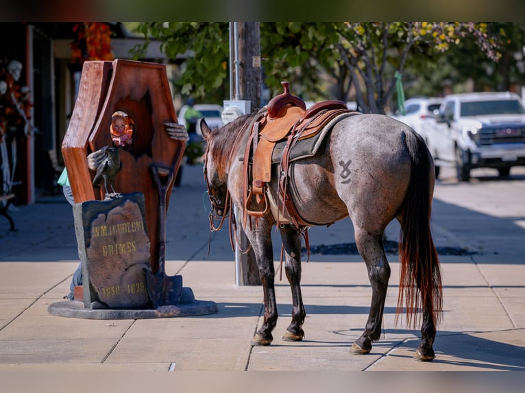 American Quarter Horse Wallach 7 Jahre 152 cm Roan-Blue in Forney