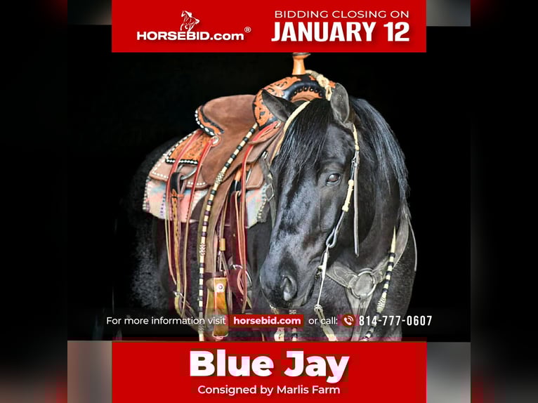 American Quarter Horse Wallach 7 Jahre 152 cm Roan-Blue in Rebersburg