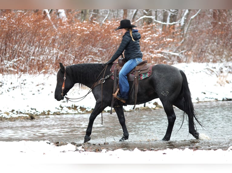American Quarter Horse Wallach 7 Jahre 152 cm Roan-Blue in Clarion