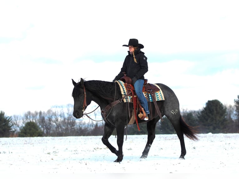 American Quarter Horse Wallach 7 Jahre 152 cm Roan-Blue in Clarion