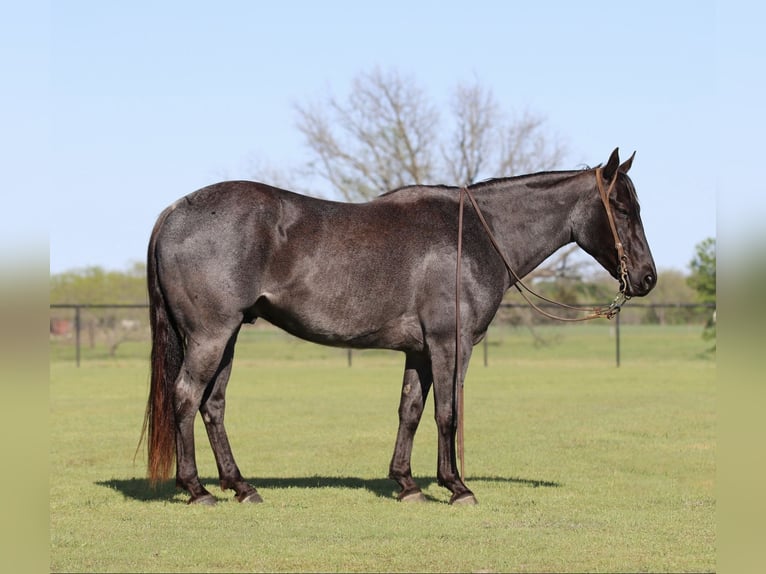 American Quarter Horse Wallach 7 Jahre 152 cm Roan-Blue in Pilot Point, TX