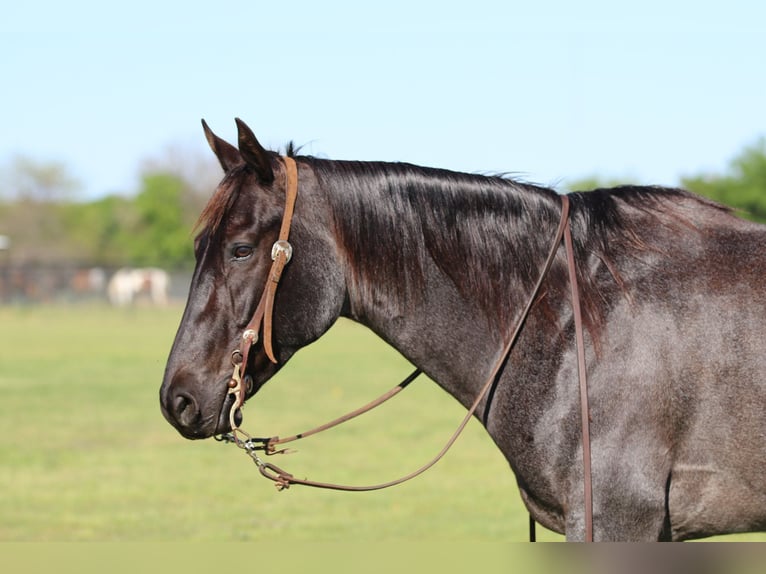 American Quarter Horse Wallach 7 Jahre 152 cm Roan-Blue in Pilot Point, TX
