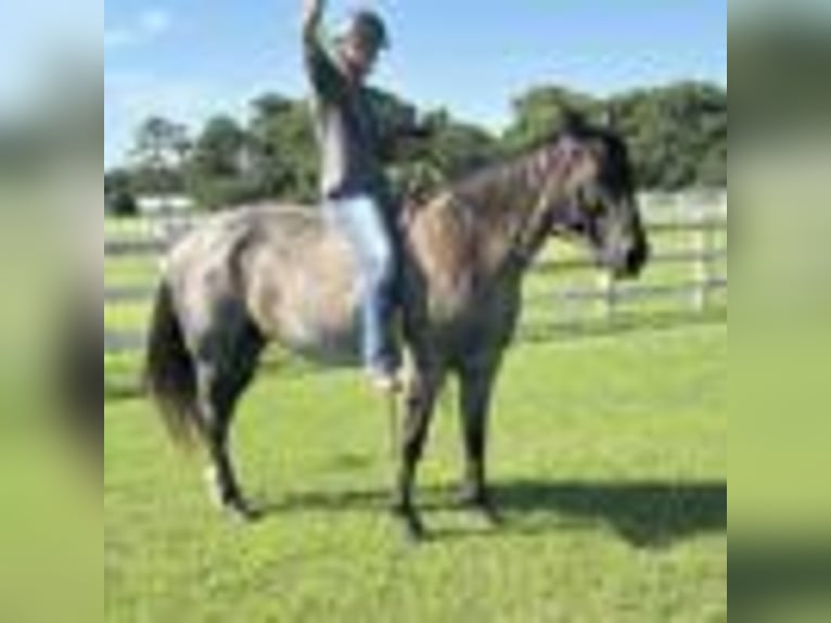 American Quarter Horse Wallach 7 Jahre 152 cm Roan-Blue in Dawson Ga
