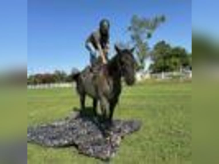 American Quarter Horse Wallach 7 Jahre 152 cm Roan-Blue in Dawson Ga