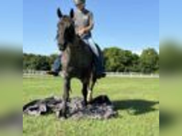 American Quarter Horse Wallach 7 Jahre 152 cm Roan-Blue in Dawson Ga