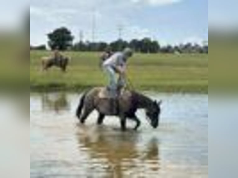 American Quarter Horse Wallach 7 Jahre 152 cm Roan-Blue in Dawson Ga
