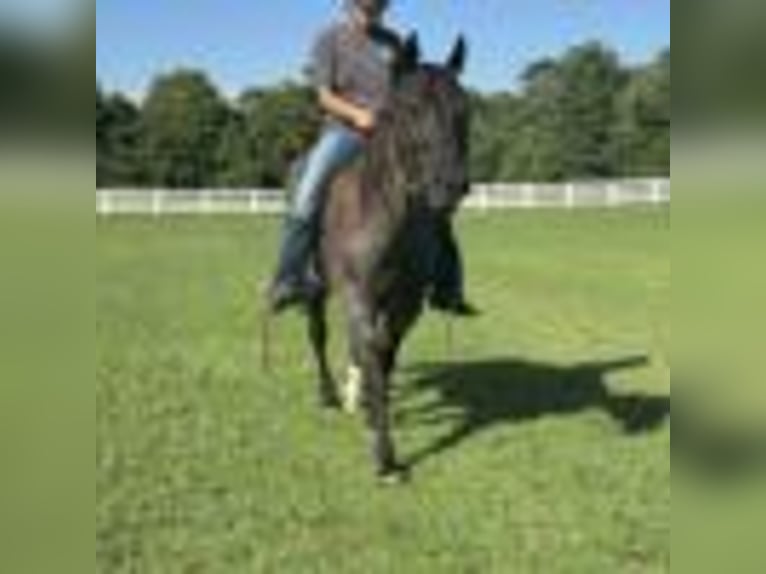 American Quarter Horse Wallach 7 Jahre 152 cm Roan-Blue in Dawson Ga