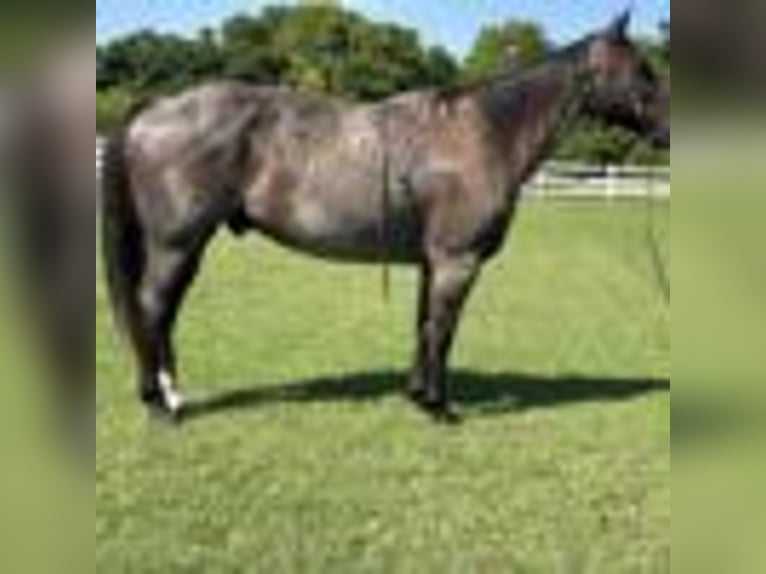 American Quarter Horse Wallach 7 Jahre 152 cm Roan-Blue in Dawson Ga