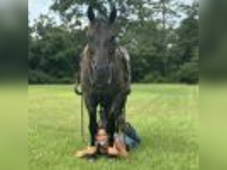 American Quarter Horse Wallach 7 Jahre 152 cm Roan-Blue in Dawson Ga