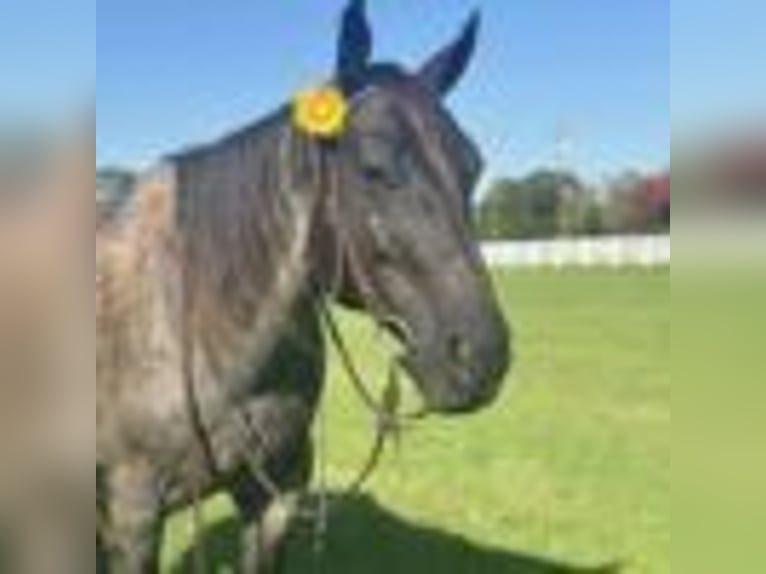 American Quarter Horse Wallach 7 Jahre 152 cm Roan-Blue in Dawson Ga
