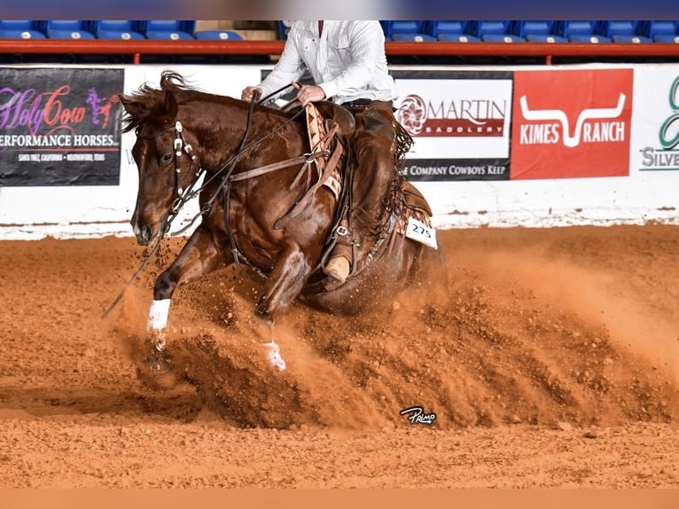 American Quarter Horse Wallach 7 Jahre 152 cm Roan-Red in Waco