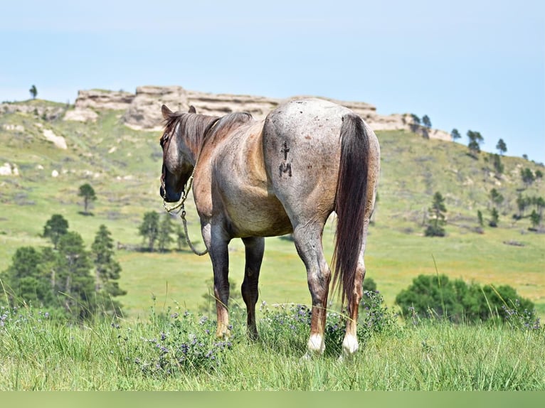 American Quarter Horse Wallach 7 Jahre 152 cm Roan-Red in Chadron, NE