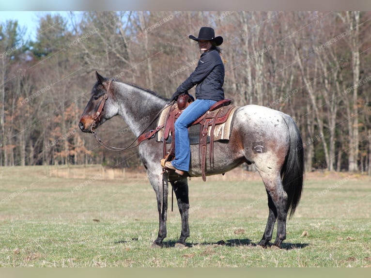 American Quarter Horse Wallach 7 Jahre 152 cm Roan-Red in Clarion