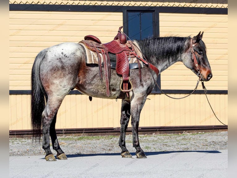 American Quarter Horse Wallach 7 Jahre 152 cm Roan-Red in Clarion