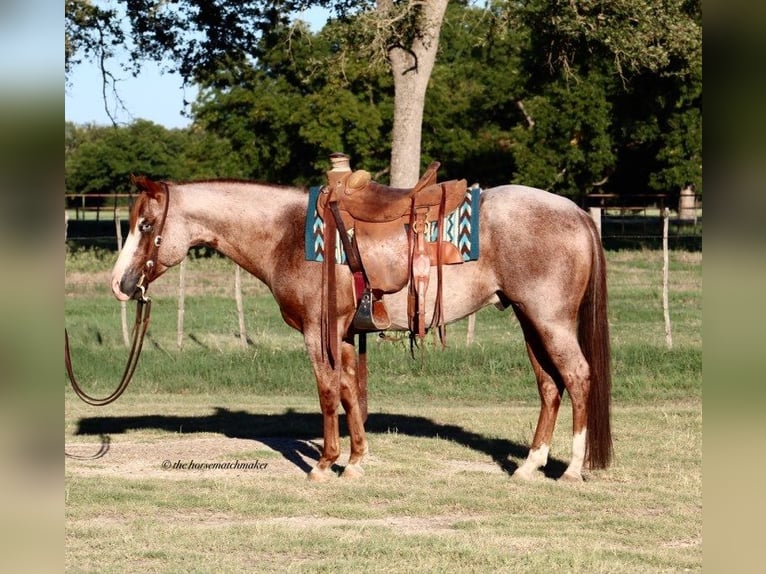 American Quarter Horse Wallach 7 Jahre 152 cm Roan-Red in MIlsap TX