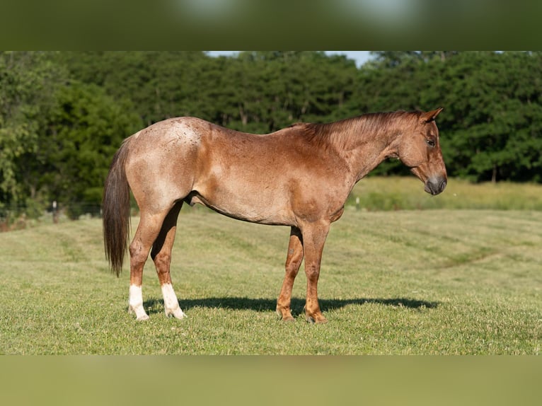 American Quarter Horse Wallach 7 Jahre 152 cm Roan-Red in Carrollton, MO