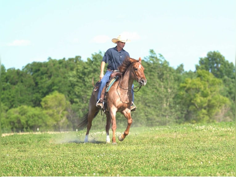 American Quarter Horse Wallach 7 Jahre 152 cm Roan-Red in Carrollton, MO