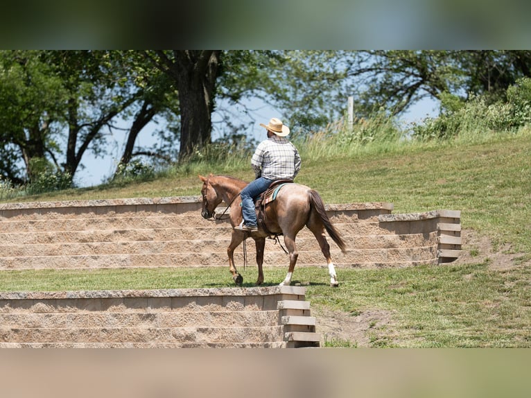 American Quarter Horse Wallach 7 Jahre 152 cm Roan-Red in Carrollton, MO