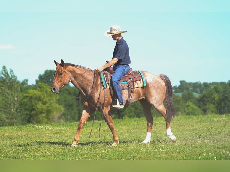 American Quarter Horse Wallach 7 Jahre 152 cm Roan-Red in Carrollton, MO