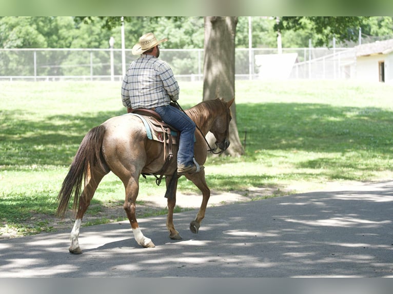 American Quarter Horse Wallach 7 Jahre 152 cm Roan-Red in Carrollton, MO