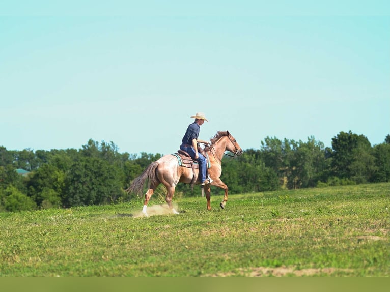 American Quarter Horse Wallach 7 Jahre 152 cm Roan-Red in Carrollton, MO