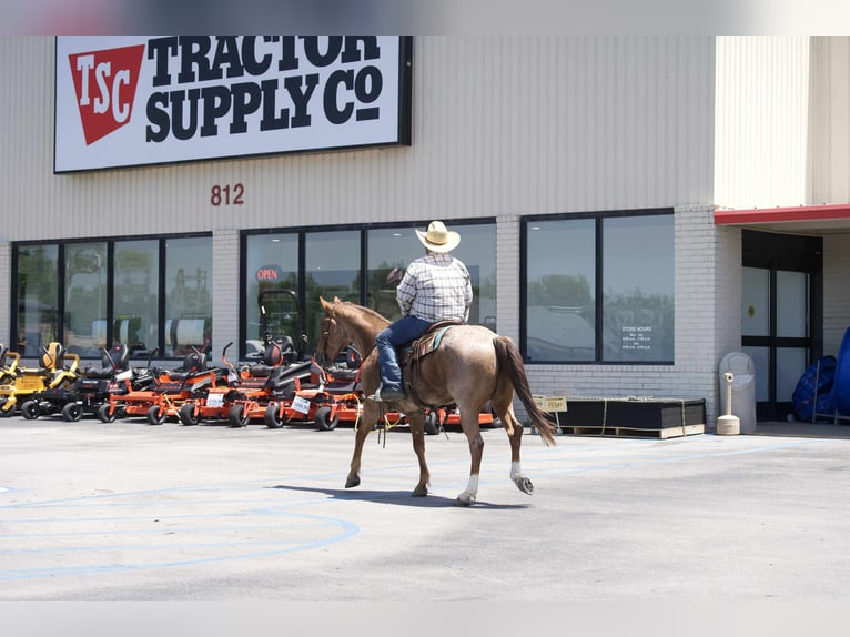 American Quarter Horse Wallach 7 Jahre 152 cm Roan-Red in Carrollton, MO