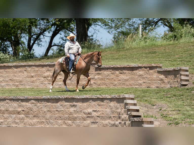American Quarter Horse Wallach 7 Jahre 152 cm Roan-Red in Carrollton, MO