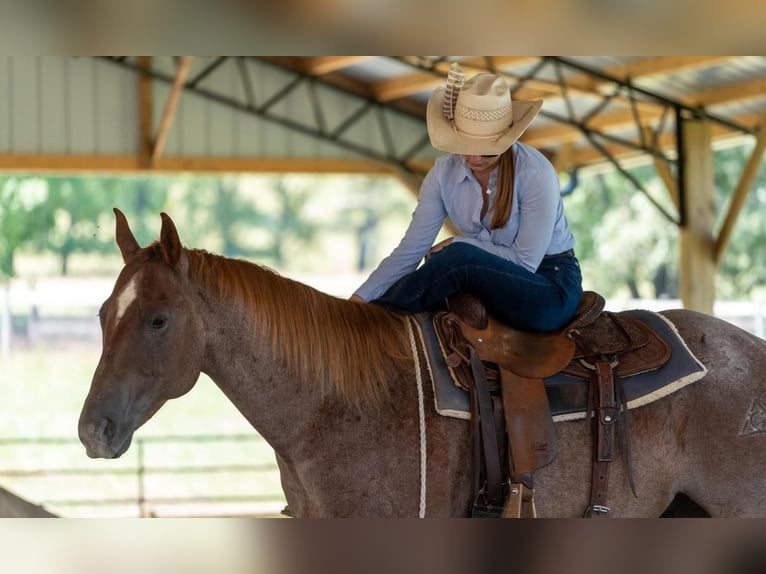 American Quarter Horse Wallach 7 Jahre 152 cm Roan-Red in Madisonville, KY